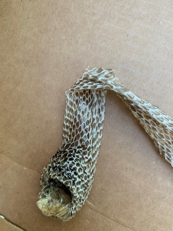 Indianapolis snake skin